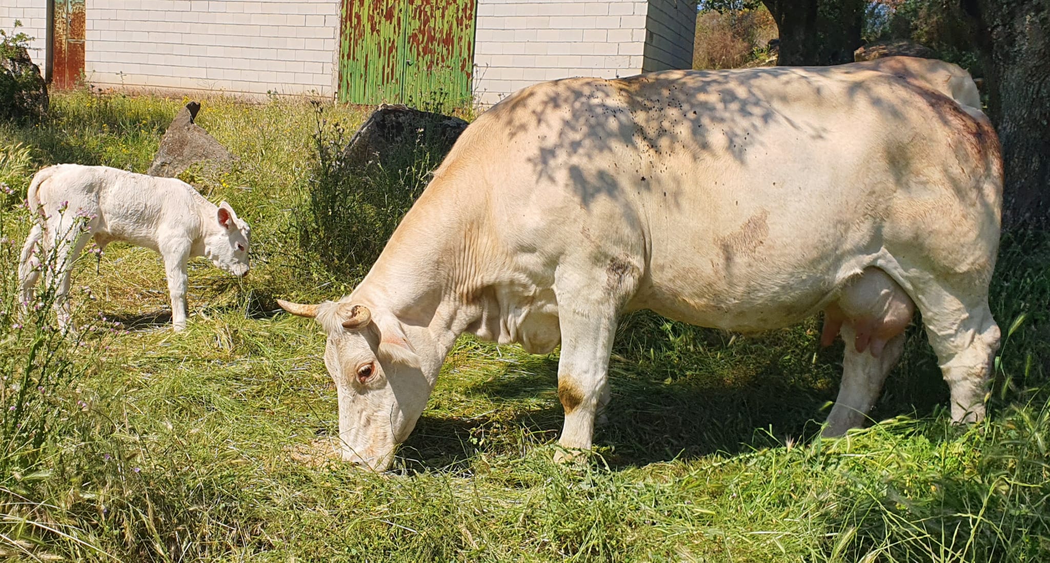 Toros charoleses asociados — ejemplares del Libro Genealógico
