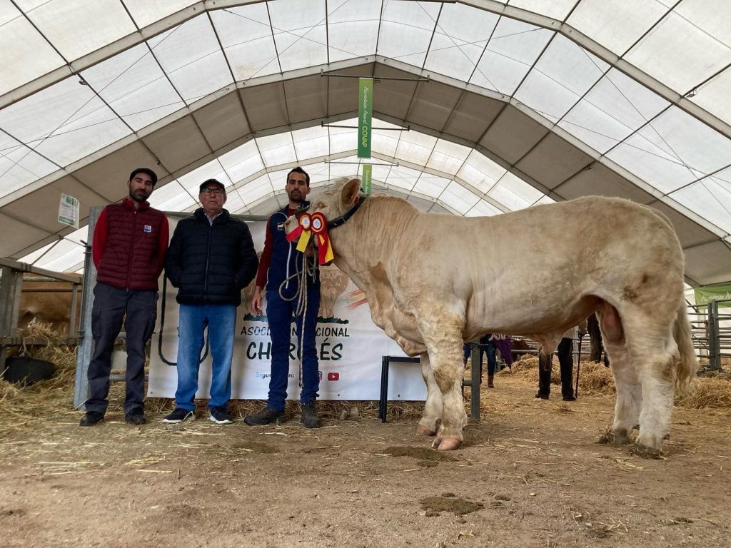 Toro charolés campeón en pista de feria nacional ganadera con la asociación oficial