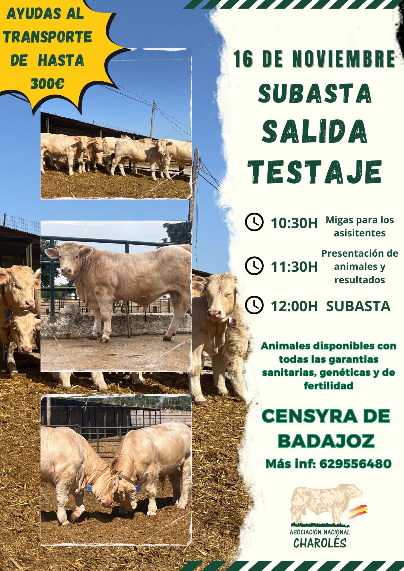 Toros charolés blanco-crema y vacas limusín rojo-trigueño en pradera comparativa
