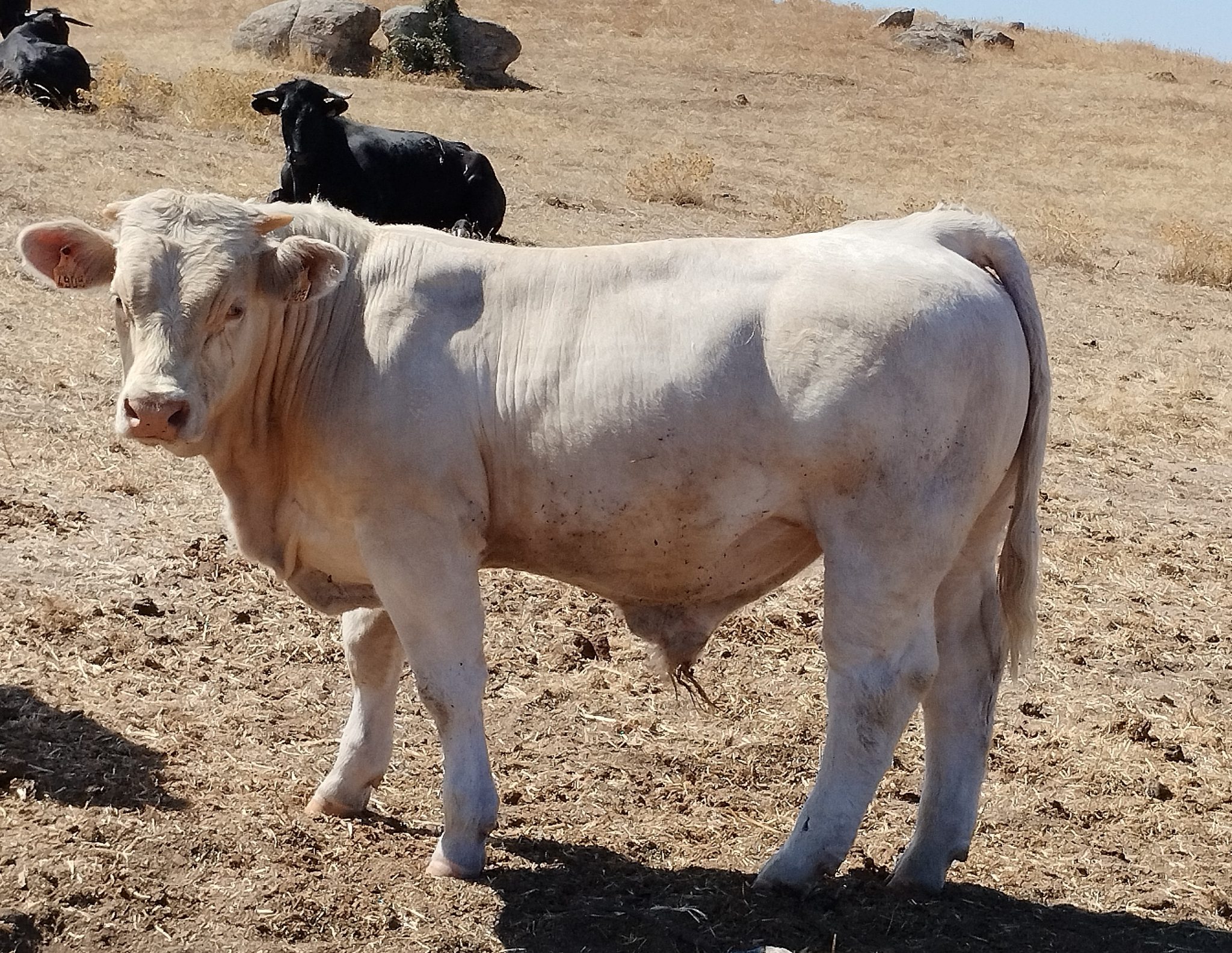 Toro charolés reproductor calificado morfológicamente con ficha genealógica oficial