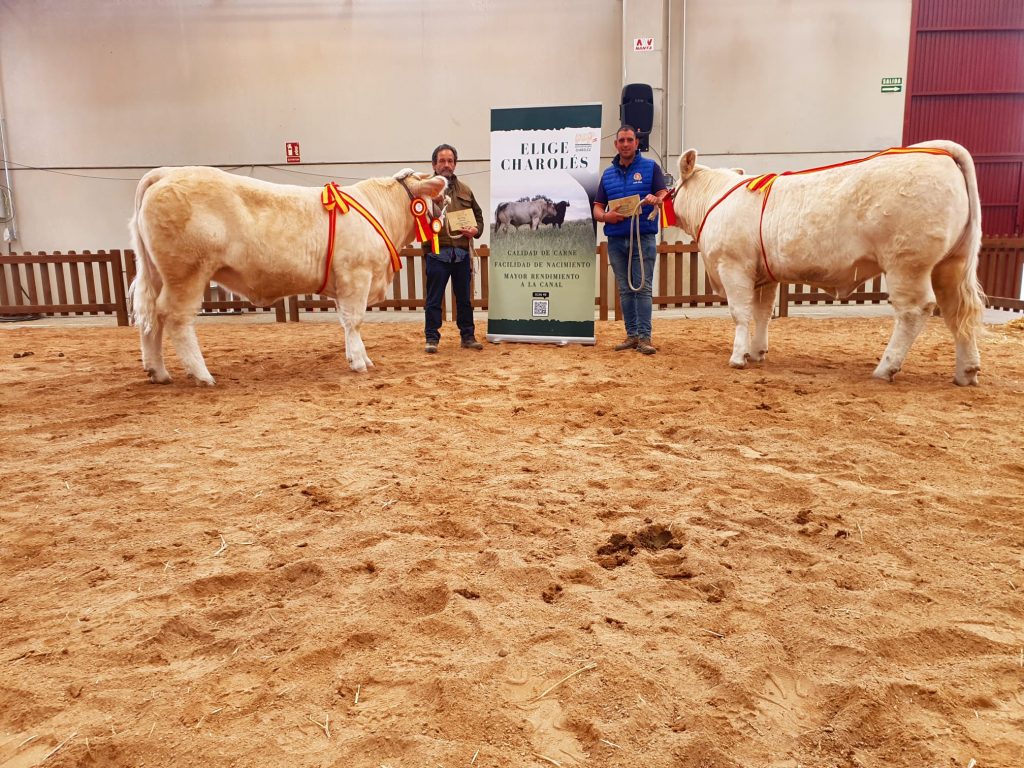 Feria de Becerros 2022 — concurso morfológico