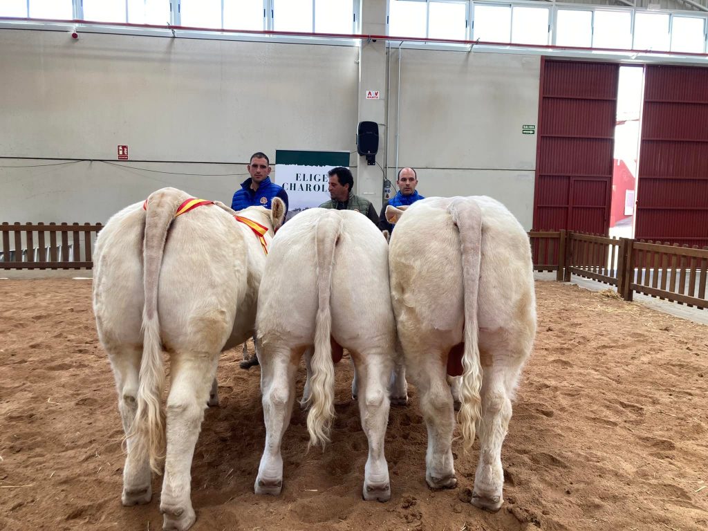 Feria de Becerros 2022 — ganadería expuesta