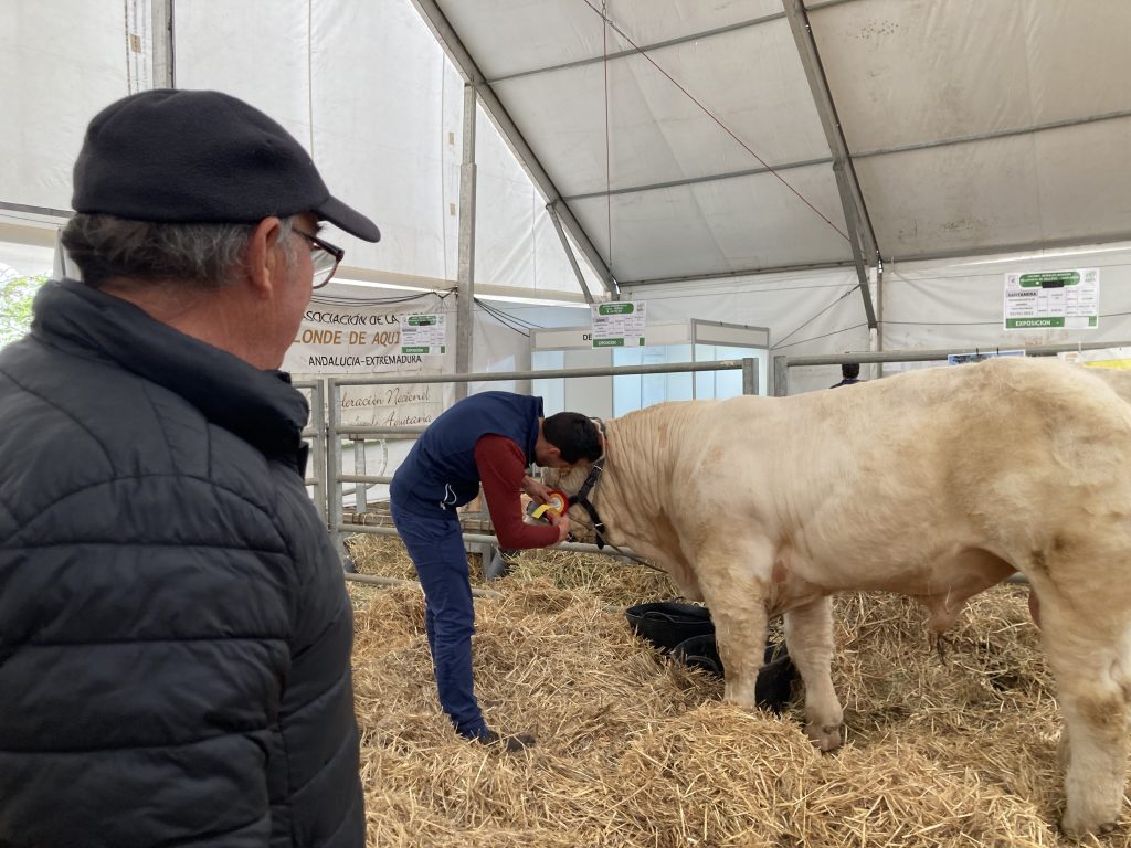 Feria de Pozoblanco 2022 — exhibición de raza