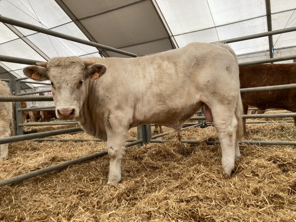 Feria de Pozoblanco 2022 — ganaderos charoleses
