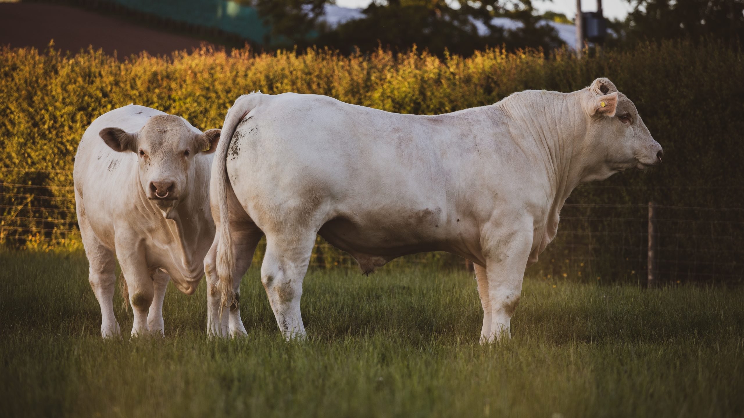 Toros charoleses blancos en pradera de dehesa extremeña