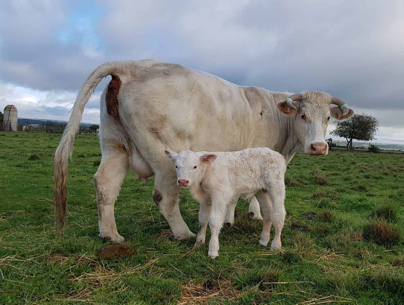 Hembra charolesa con ternero — ejemplo de morfología juvenil