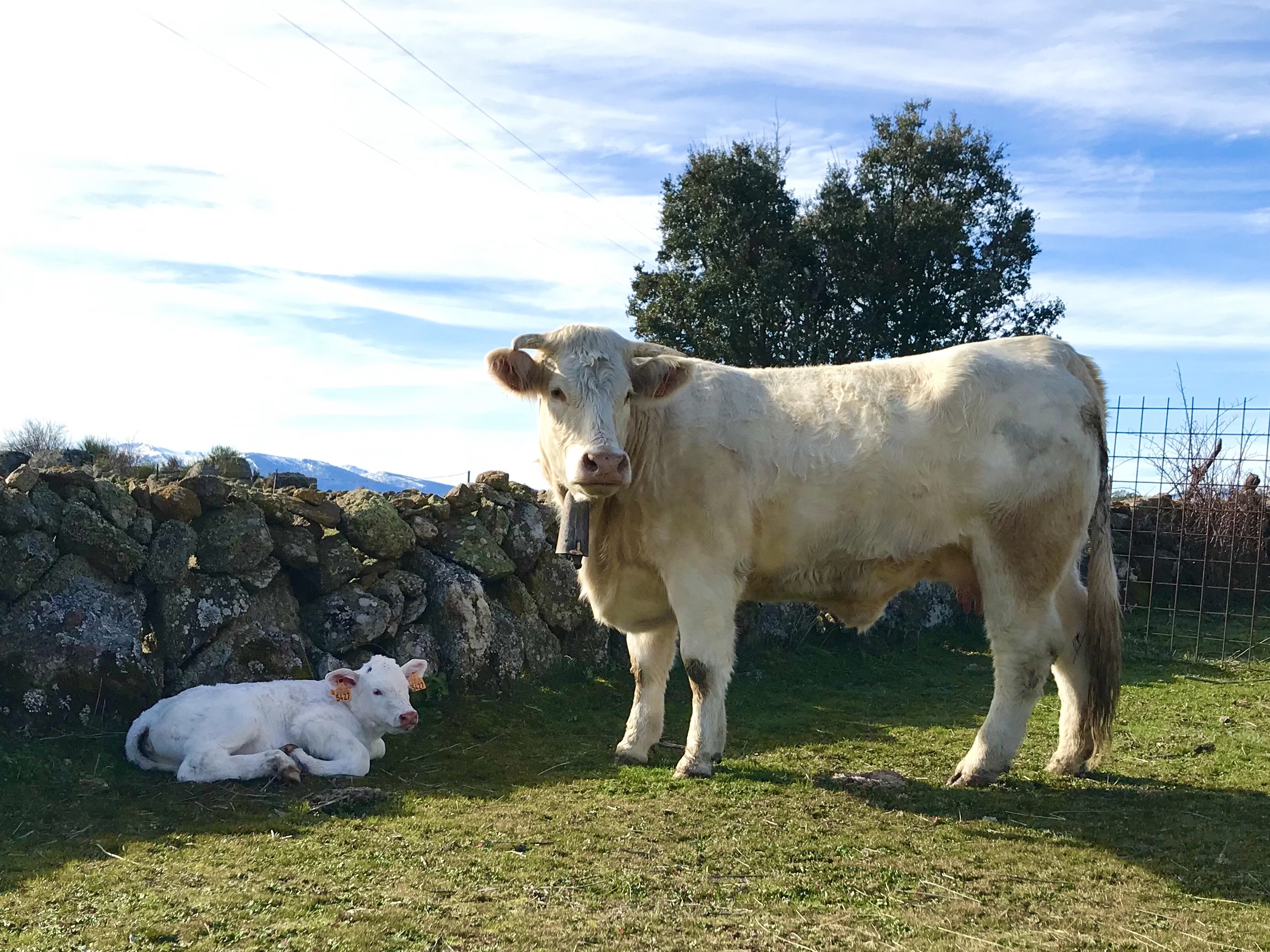 Ejemplar charolés adulto en pradera