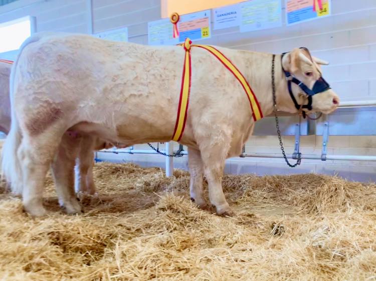 SUBCAMPEIONA ADULTA