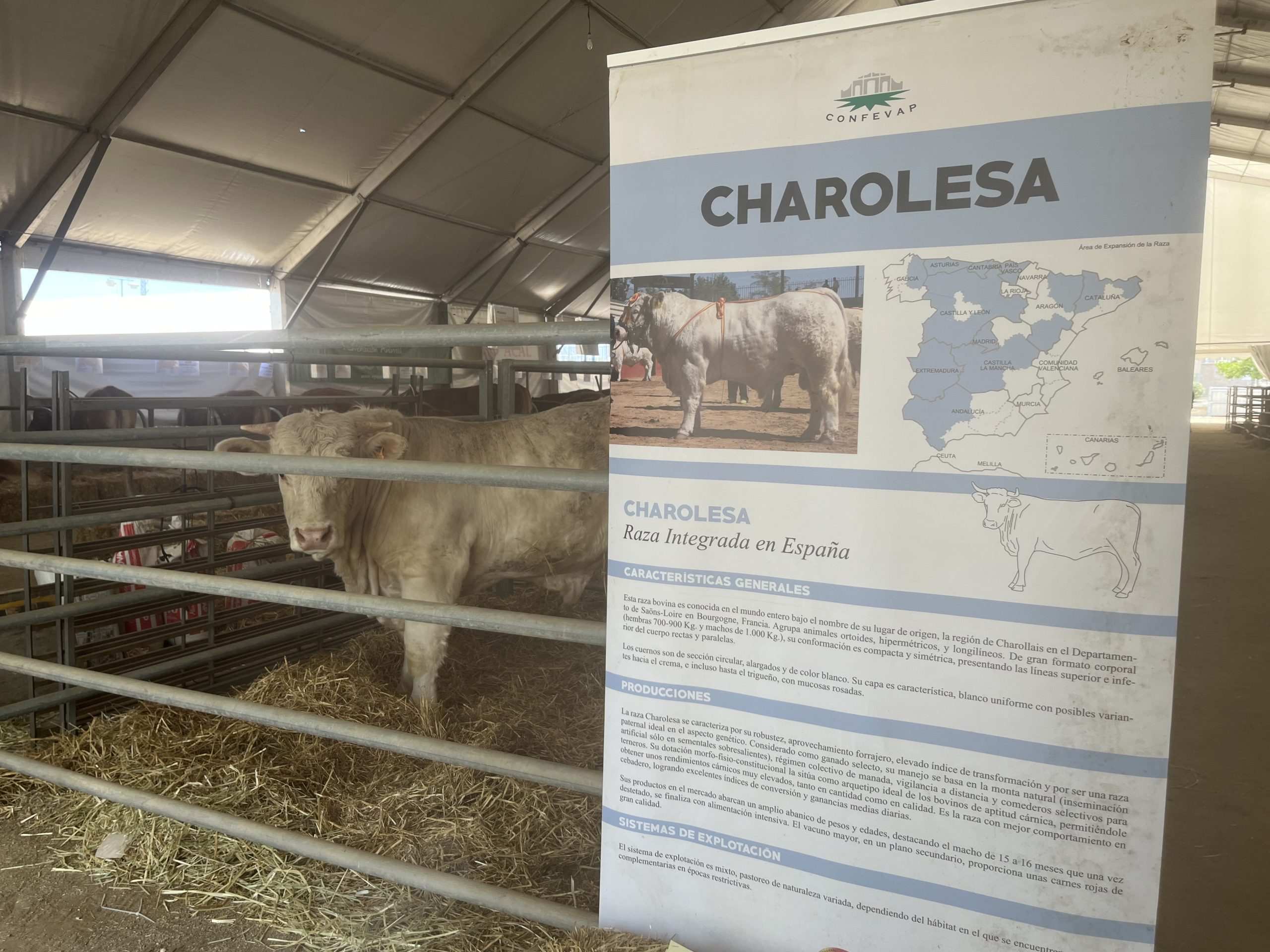 feria de pozoblanco 2023