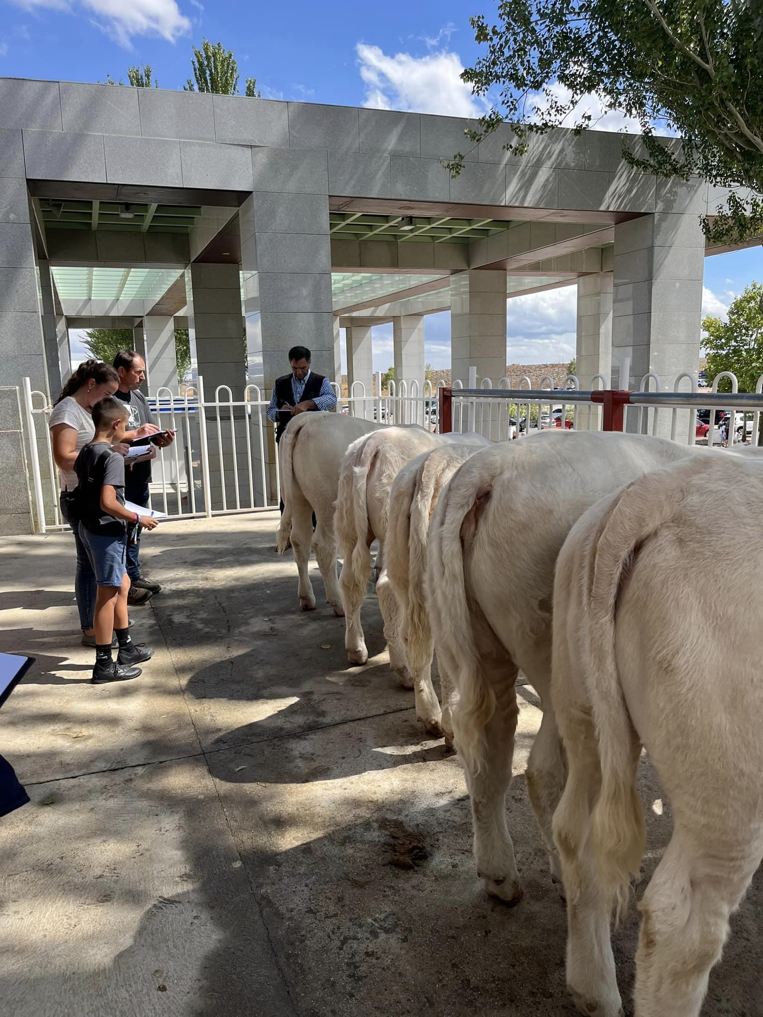 PARTE PRÁCTICA ANIMALES DE LA FERIA