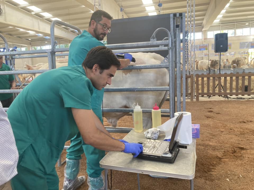 Ecografias animales de subasta
