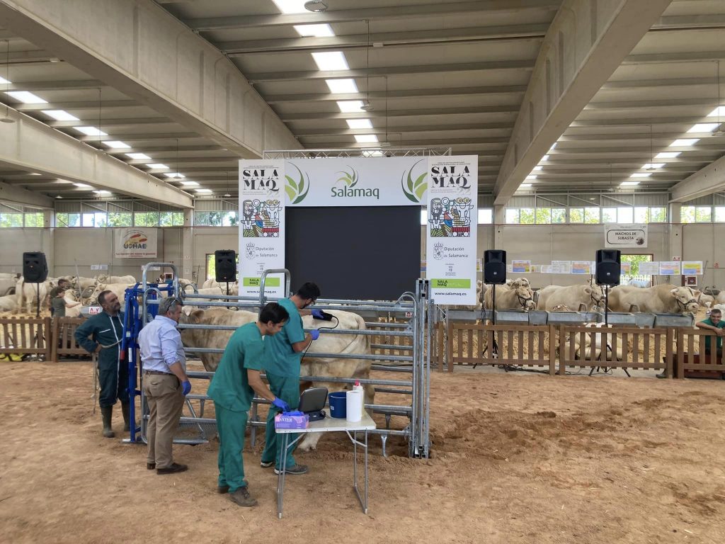 Ecografias animales de subasta