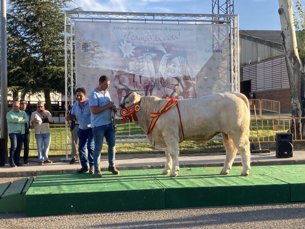 OSIRIS (HELIOS X GUASA) SUBCAMPEÓN JÓVEN