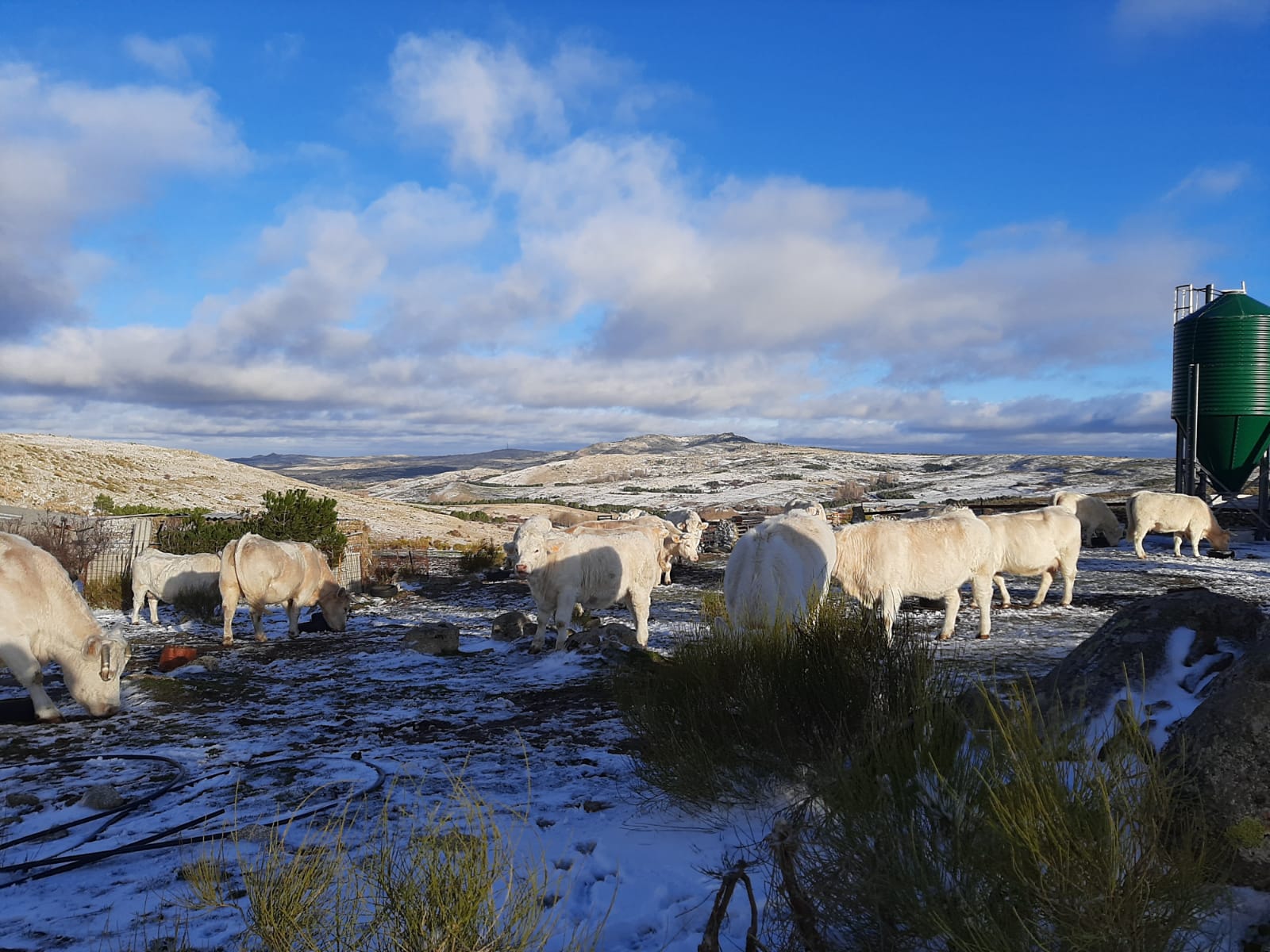 Ejemplares charoleses en explotación extensiva española
