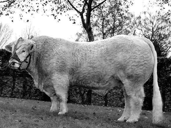 Toro charolés histórico, fotografía en blanco y negro
