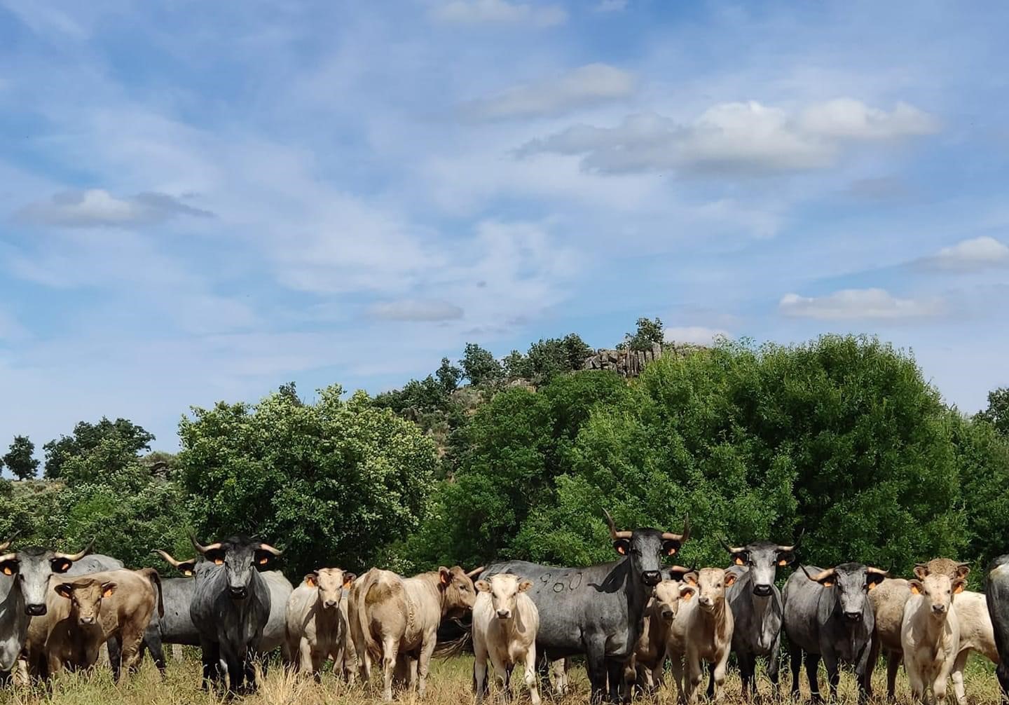Toro charolés en pradera