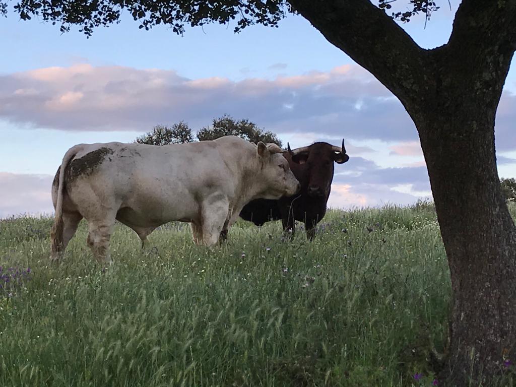Toro charolés blanco — presente y futuro de la raza