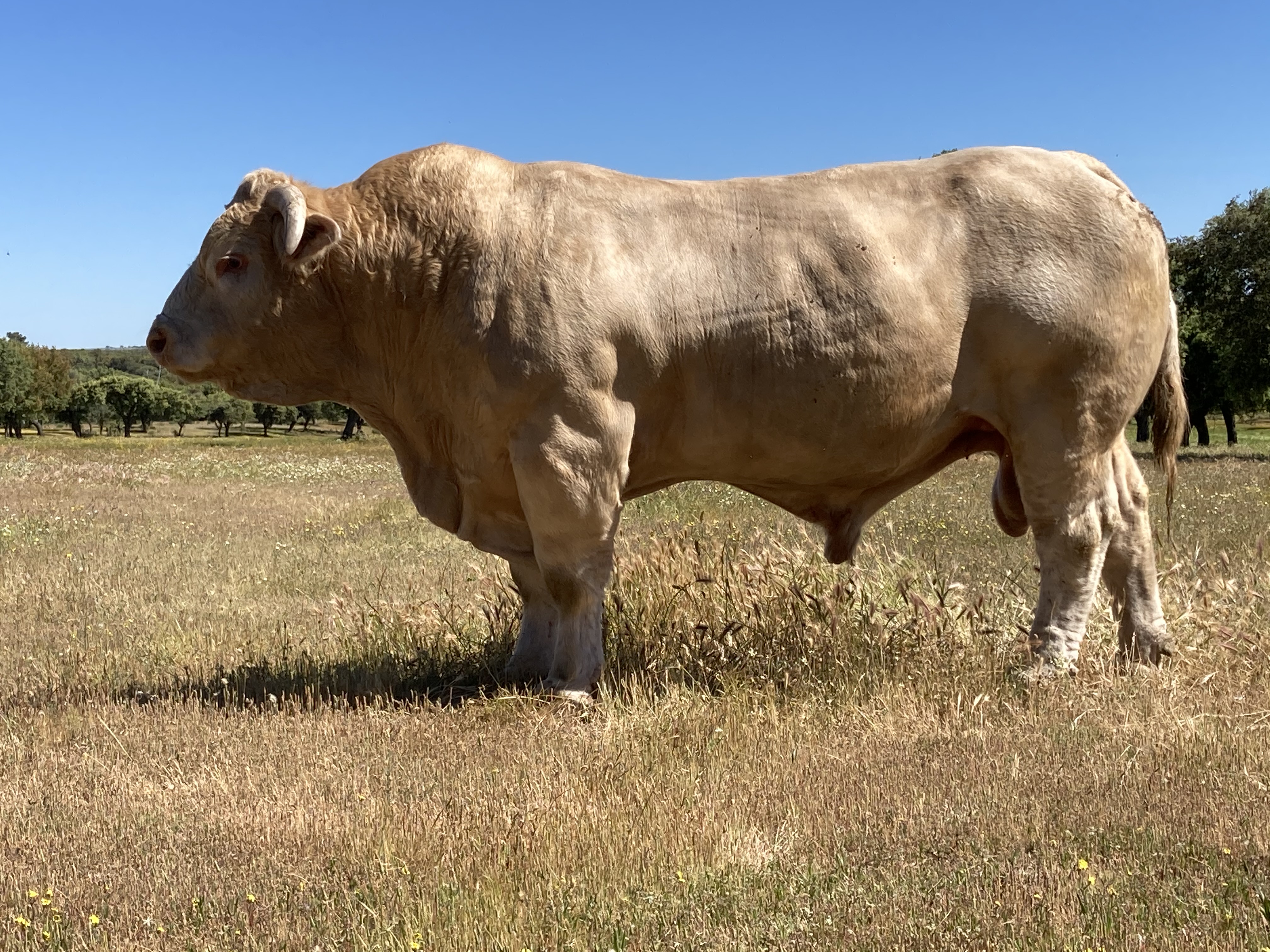 Toro charolés en pradera de dehesa española